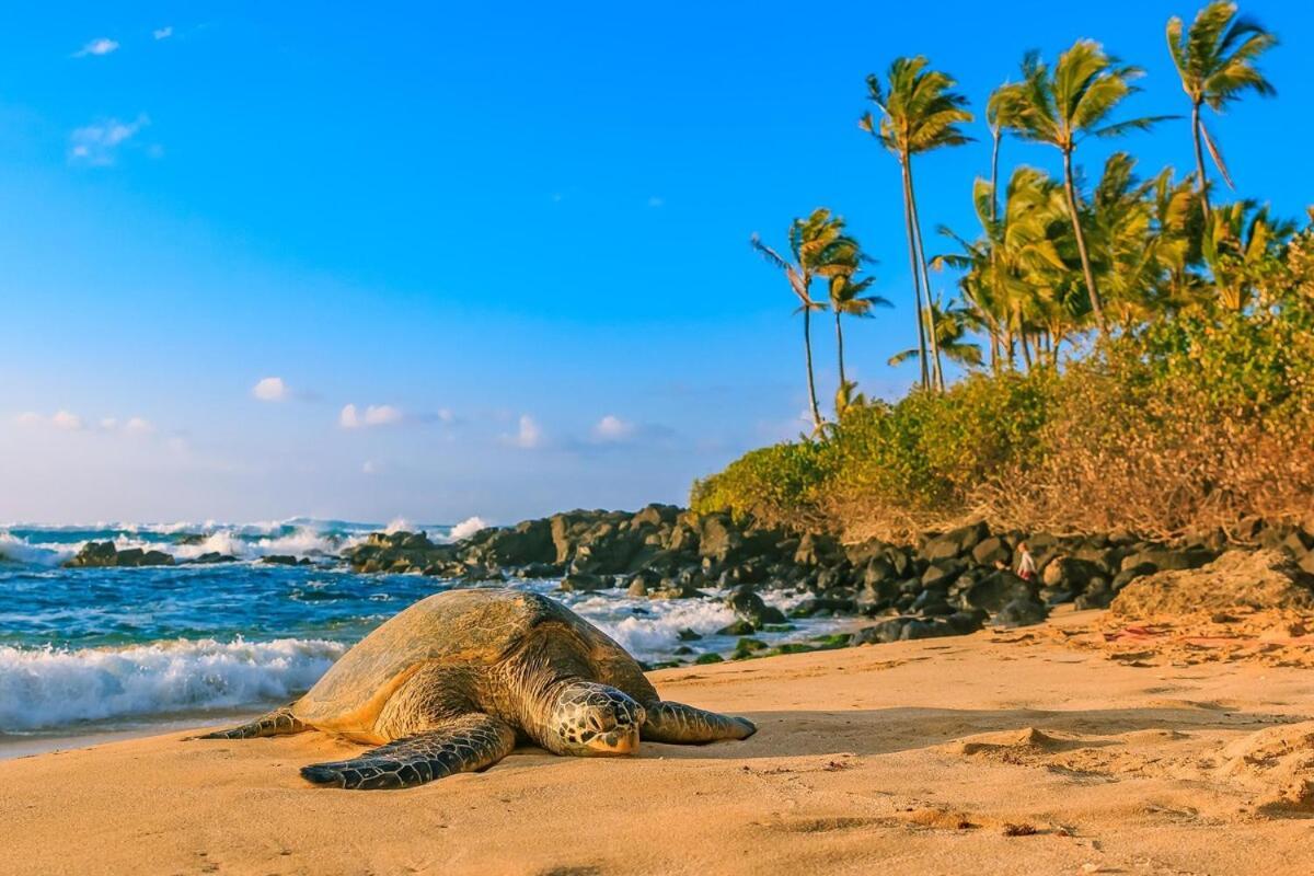 Modern Surf Chic In Waikiki
